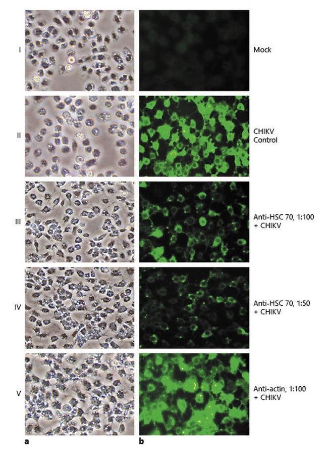 HSC70 Antibody in Neutralization (Neu)