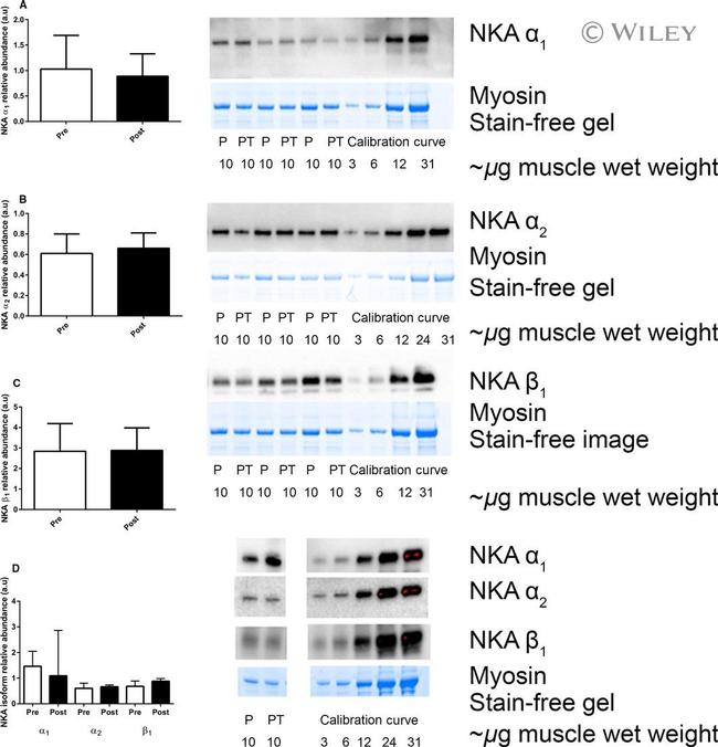 ATP1B1 Antibody in Western Blot (WB)