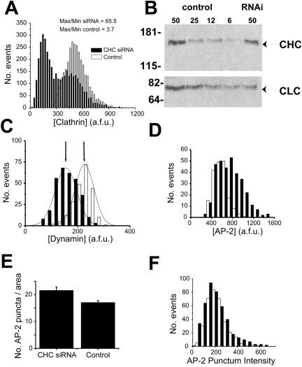 Clathrin Heavy Chain Antibody