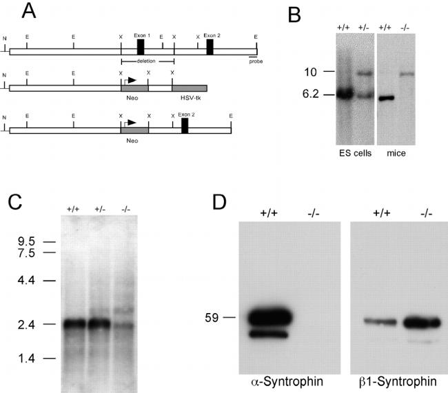 SNTB2 Antibody in Immunoprecipitation (IP)