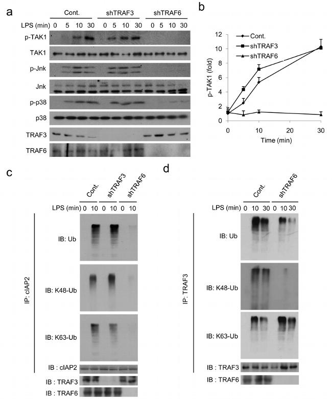 Ubiquitin Antibody in Immunoprecipitation (IP)