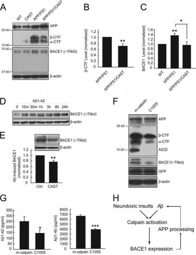 beta Amyloid Antibody in Western Blot (WB)