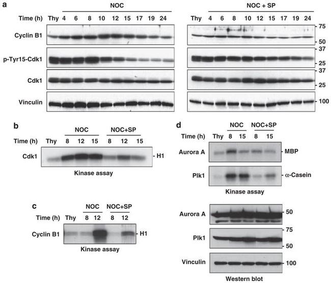 PLK1 Antibody in Western Blot (WB)