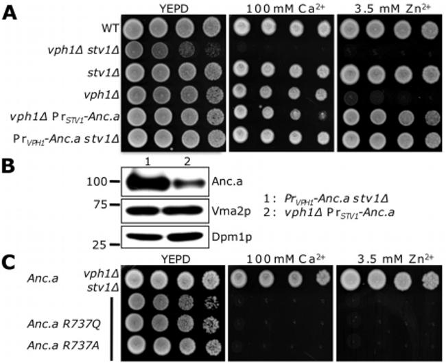 VMA2 Antibody in Western Blot (WB)