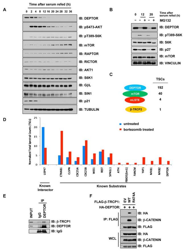 BTRC Antibody in Western Blot (WB)