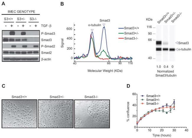 SMAD2 Antibody in Western Blot (WB)