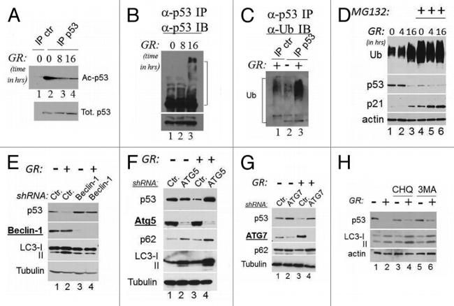 Ubiquitin Antibody in Western Blot (WB)