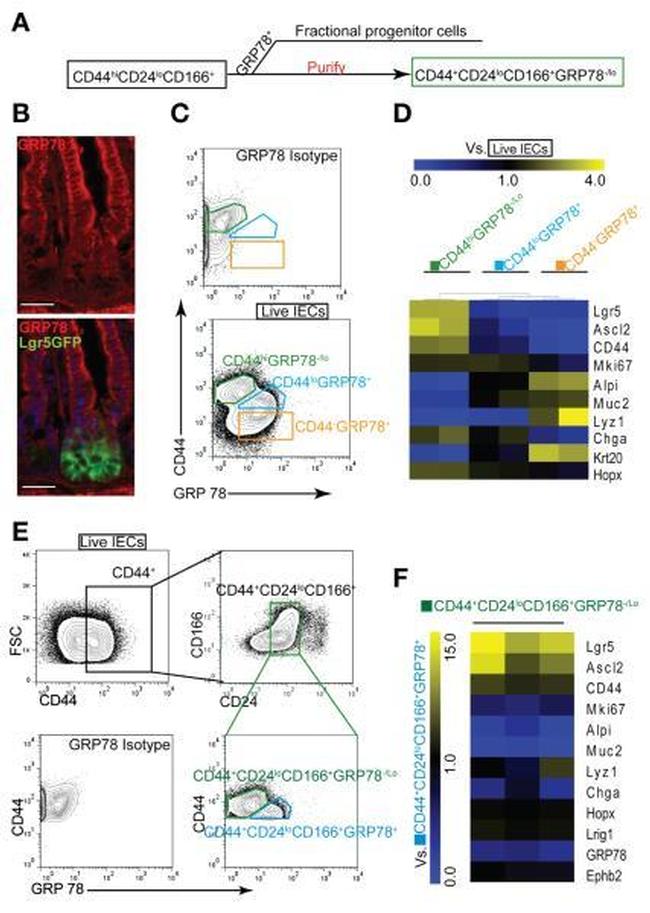 CD24 Antibody in Flow Cytometry (Flow)