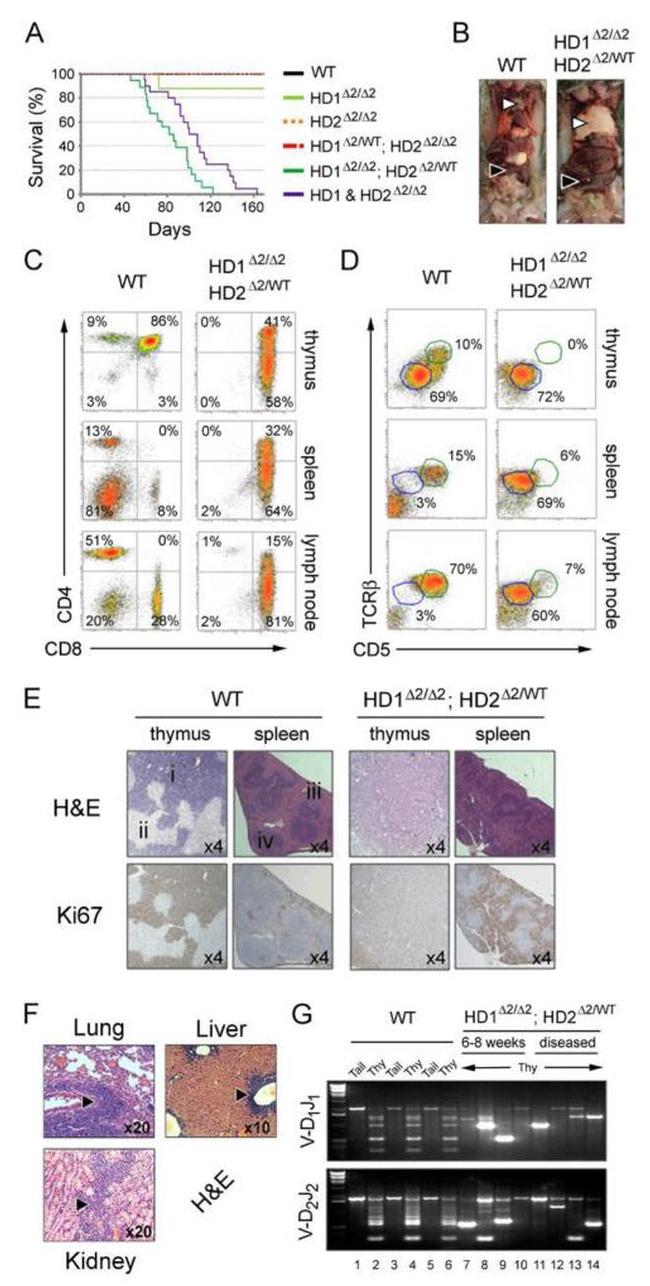 CD4 Antibody in Flow Cytometry (Flow)