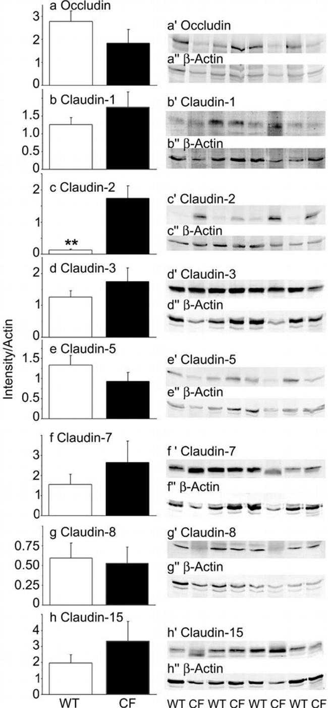 Claudin 15 Antibody in Western Blot (WB)