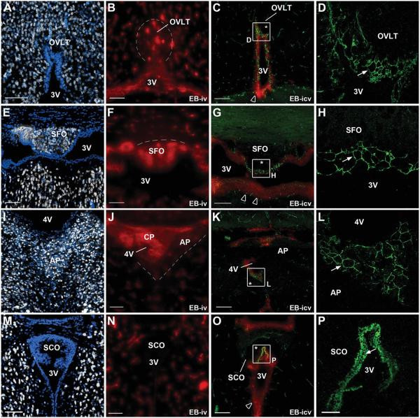 Occludin Antibody in Immunohistochemistry (Frozen) (IHC (F))