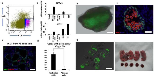 CD9 Antibody in Flow Cytometry (Flow)