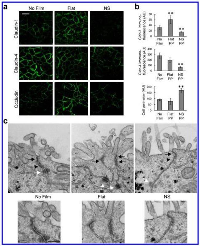 Claudin 1 Antibody in Immunocytochemistry (ICC/IF)