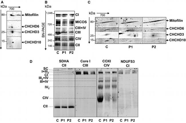 MTCO1 Antibody in Western Blot (WB)