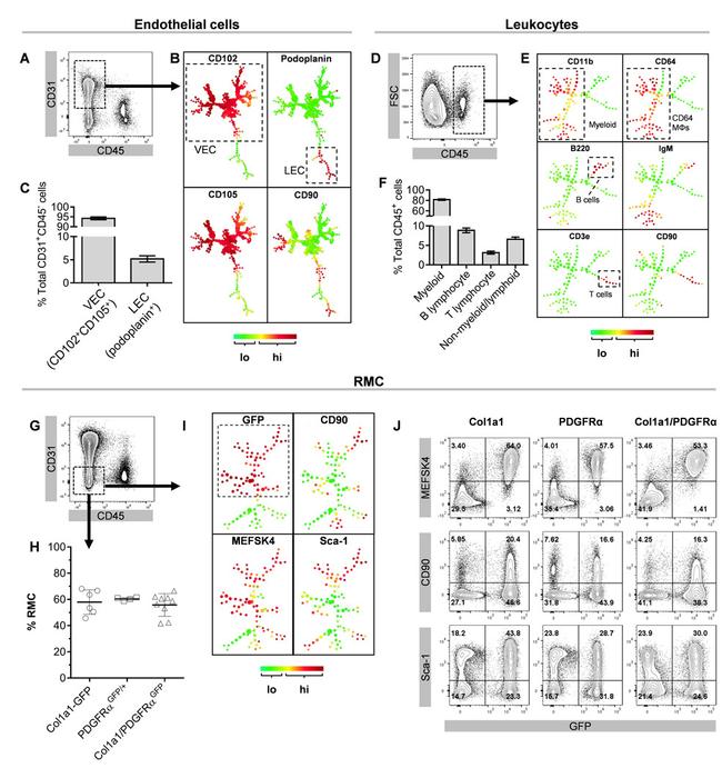 CD90 Antibody in Flow Cytometry (Flow)