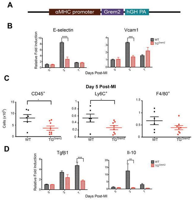 Ly-6C Antibody in Flow Cytometry (Flow)