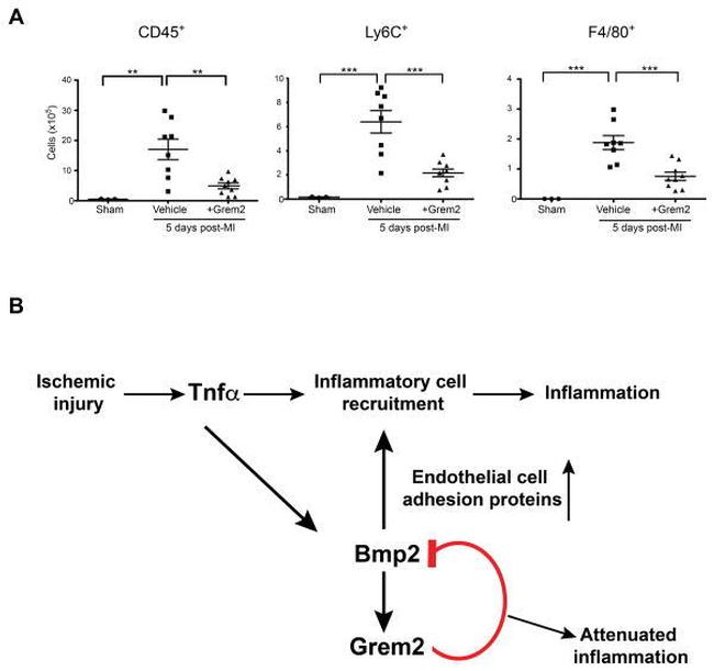 Ly-6C Antibody in Flow Cytometry (Flow)