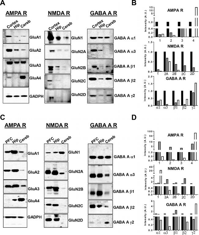 NMDAR2C Antibody in Western Blot (WB)