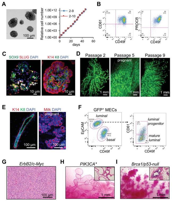 CD201 (EPCR) Antibody in Flow Cytometry (Flow)