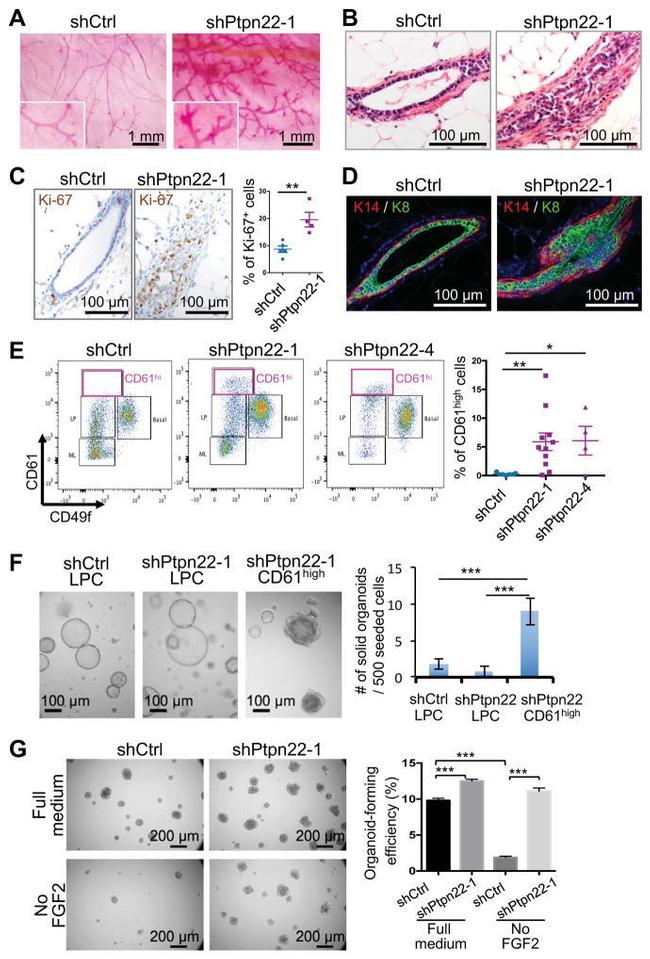 CD61 (Integrin beta 3) Antibody in Flow Cytometry (Flow)