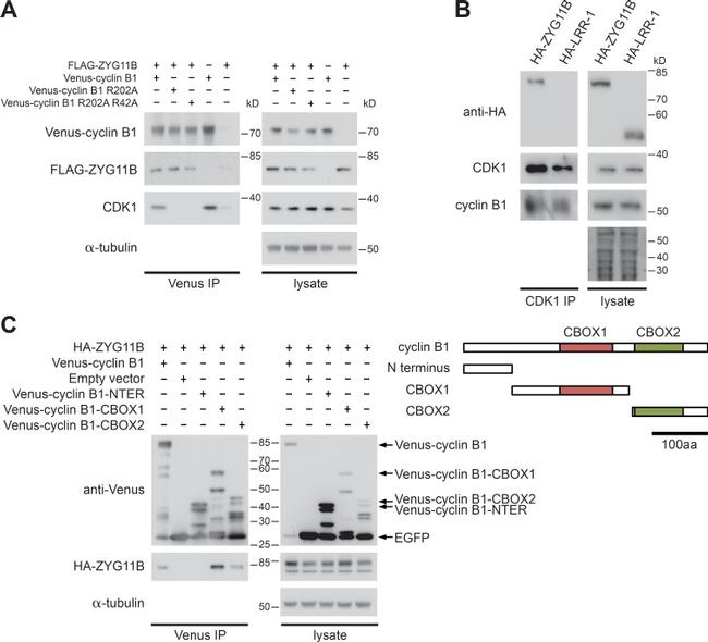 GFP Antibody in Western Blot (WB)