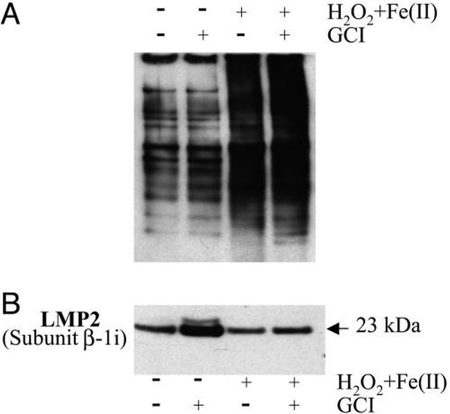 PSMB9 Antibody in Western Blot (WB)