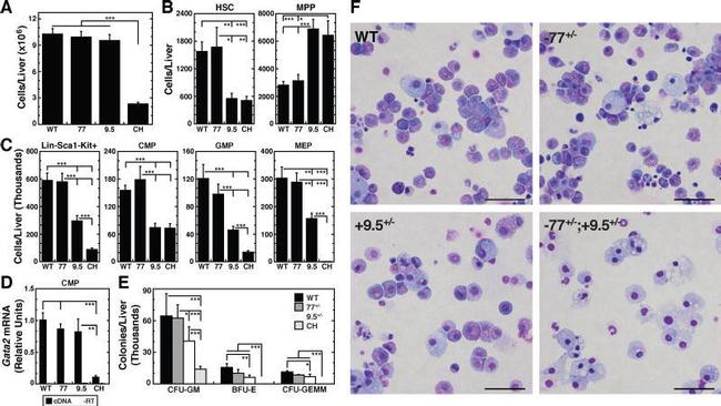 CD48 Antibody in Flow Cytometry (Flow)