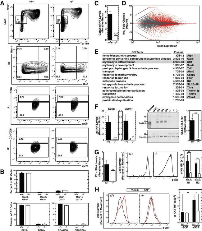 CD45R (B220) Antibody in Flow Cytometry (Flow)