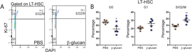 Ki-67 Antibody in Flow Cytometry (Flow)