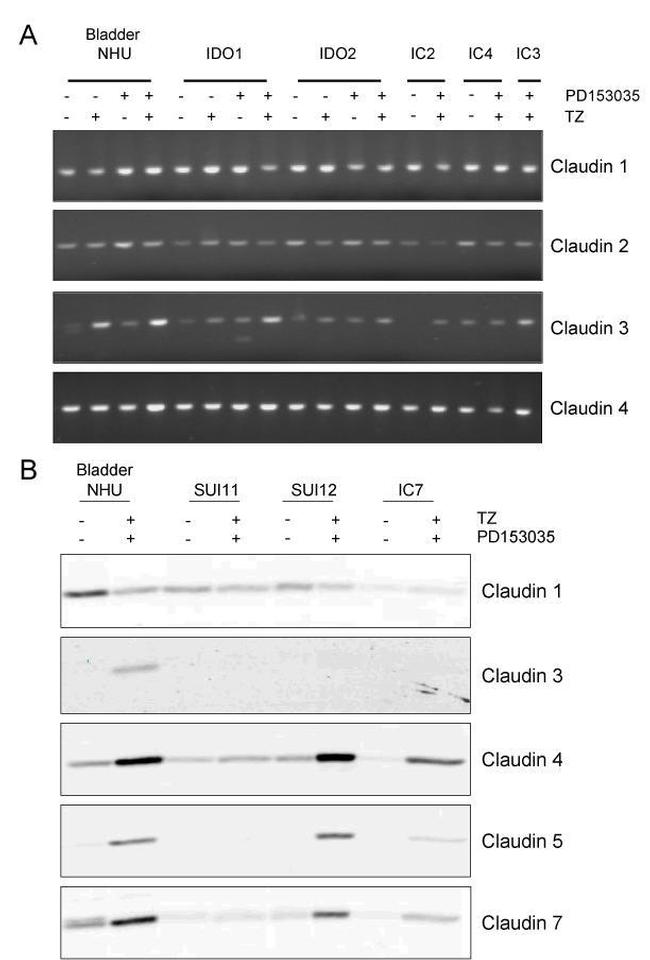 Claudin 7 Antibody in Western Blot (WB)