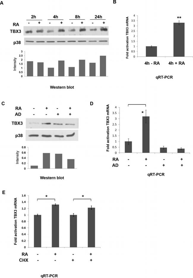 TBX3 Antibody in Western Blot (WB)