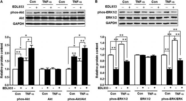 GAPDH Antibody in Western Blot (WB)