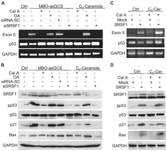 p53 Antibody in Western Blot (WB)