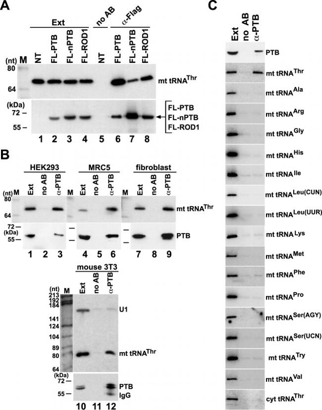 PTBP1 Antibody in Western Blot, RNA Immunoprecipitation (WB, RIP)