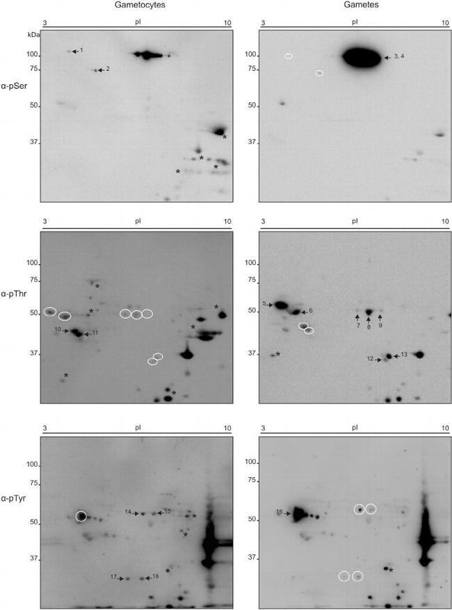 Phosphothreonine Antibody in Western Blot (WB)