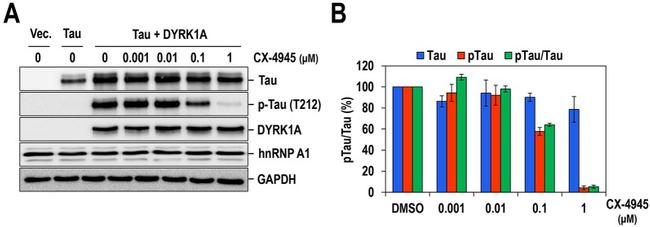 Phospho-Tau (Thr212) Antibody in Western Blot (WB)