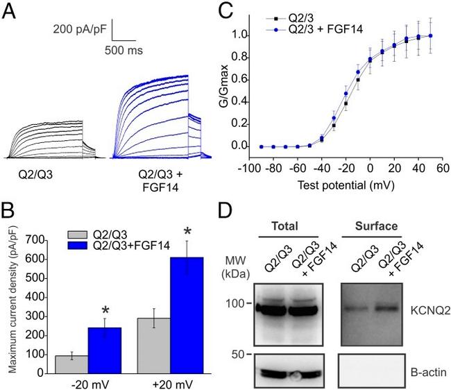 KCNQ2 Antibody in Western Blot (WB)