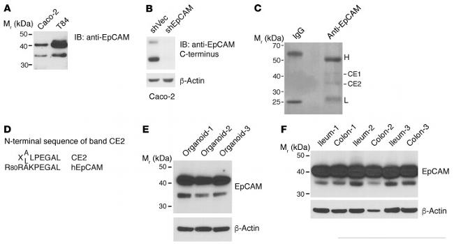 EpCAM Antibody in Western Blot (WB)