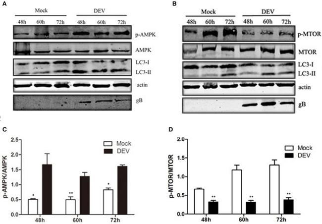 Phospho-AMPK alpha-1,2 (Thr183, Thr172) Antibody in Western Blot (WB)