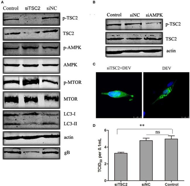 Phospho-AMPK alpha-1,2 (Thr183, Thr172) Antibody in Western Blot (WB)