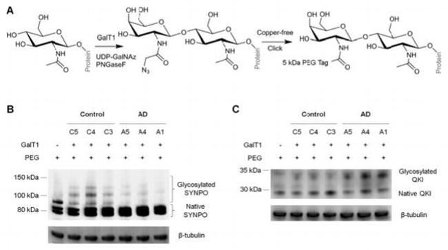 SYNPO Antibody in Western Blot (WB)