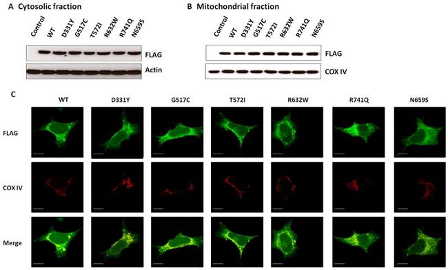 COX4 Antibody in Western Blot (WB)