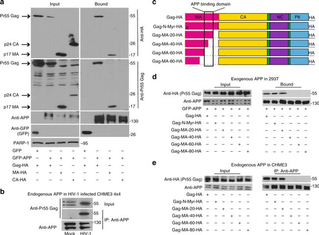 Amyloid Precursor Protein Antibody in Immunoprecipitation (IP)