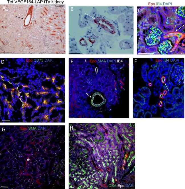 CD73 Antibody in Immunocytochemistry, Immunohistochemistry (ICC/IF, IHC)