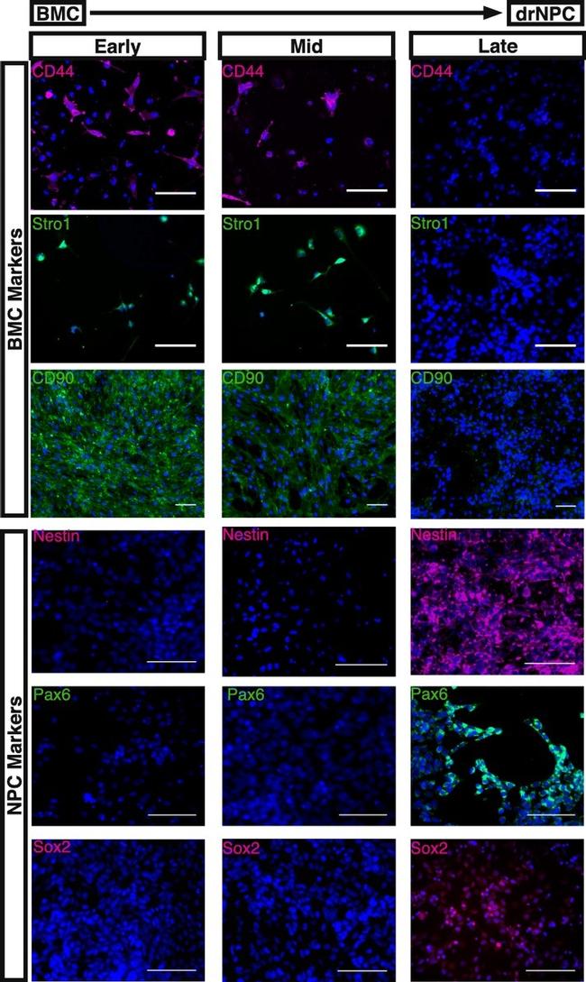 STRO-1 Antibody in Immunocytochemistry, Immunohistochemistry (ICC/IF, IHC)