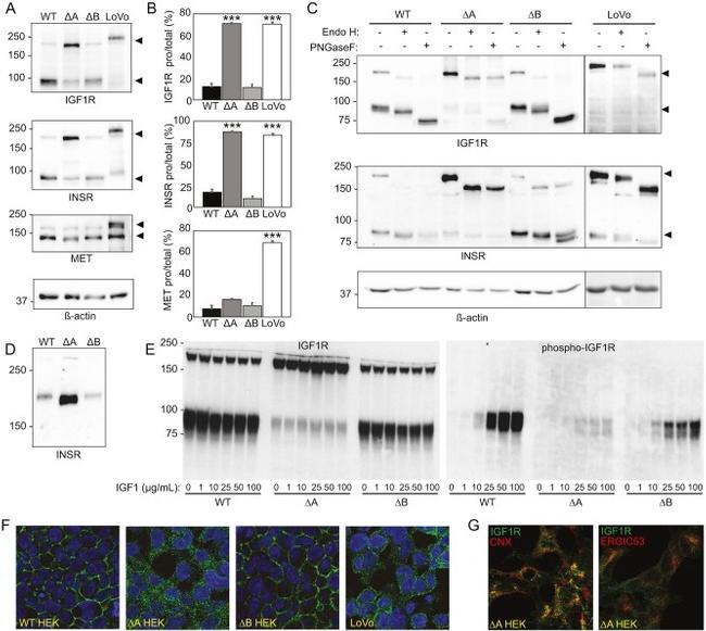 Calnexin Antibody in Immunocytochemistry (ICC/IF)