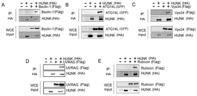 HUNK Antibody in Western Blot (WB)