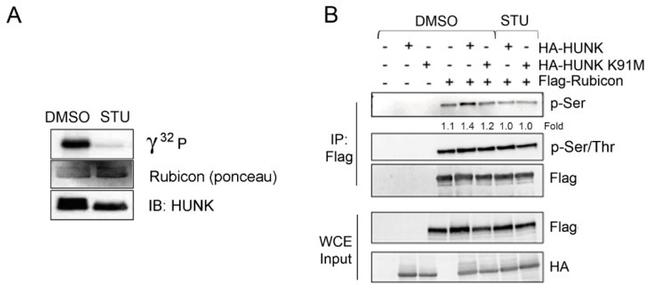 HUNK Antibody in Western Blot (WB)