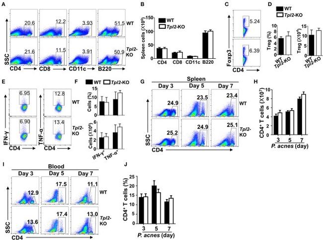 IFN gamma Antibody in Flow Cytometry (Flow)