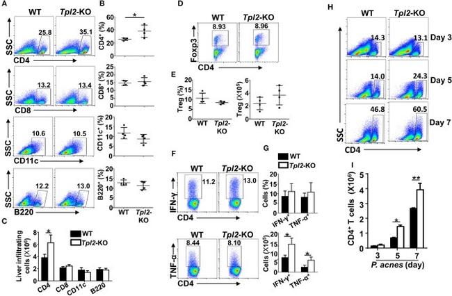 CD8a Antibody in Flow Cytometry (Flow)